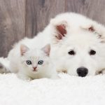 Carpet Cleaning Alpharetta Ga - Pet Stains & Odor Removal, Tile Cleaning Alpharetta along with Upholstery and Rug Cleaning services using our natural Citrusolution. Tile cleaning alpharetta ga and hardwood floor cleaning - dustless refinishing alpharetta ga